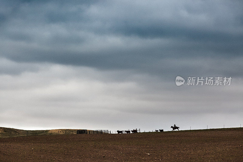 蒙大拿州的牧童在乌云密布的天空下驱赶着地平线上的牛群
