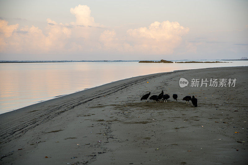 日落时分，美国黑秃鹫在海滩上