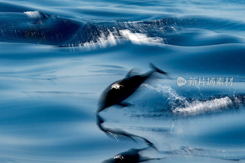 移动效果的海豚，而跳在深蓝色的海