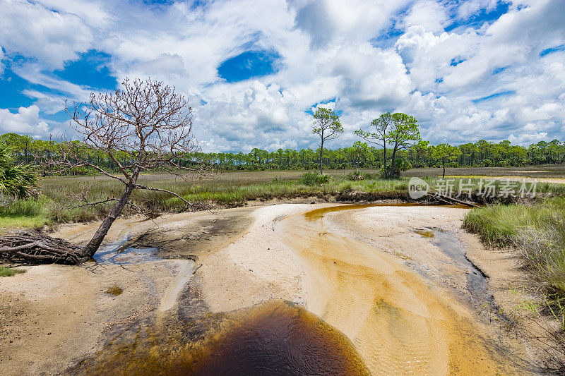 佛罗里达大本德野生动物管理区海岸沼泽的桑迪溪