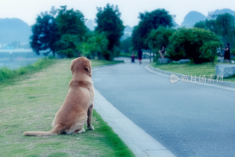 一只金毛猎犬坐在路边的草地上