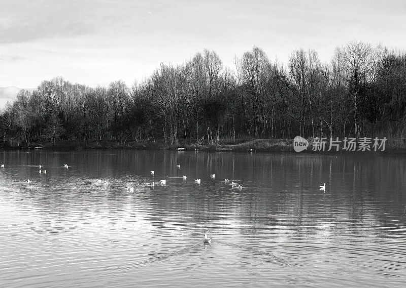 箭谷湖国家公园红迪奇伍斯特郡英国-拍摄在一个中等格式的电影相机