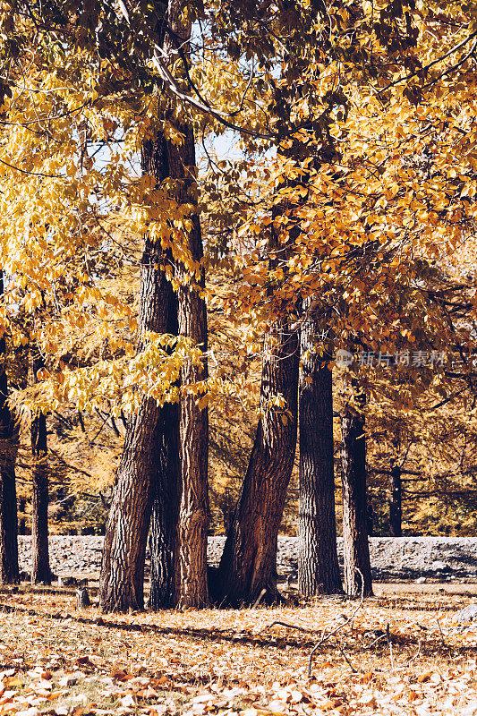 杨小林。秋天里一片黄叶的树林。