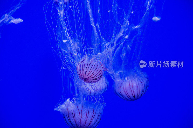 水母在水族馆