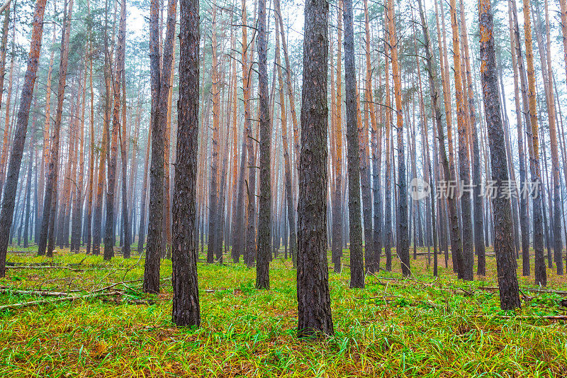 宁静的松林中弥漫着蓝色的薄雾