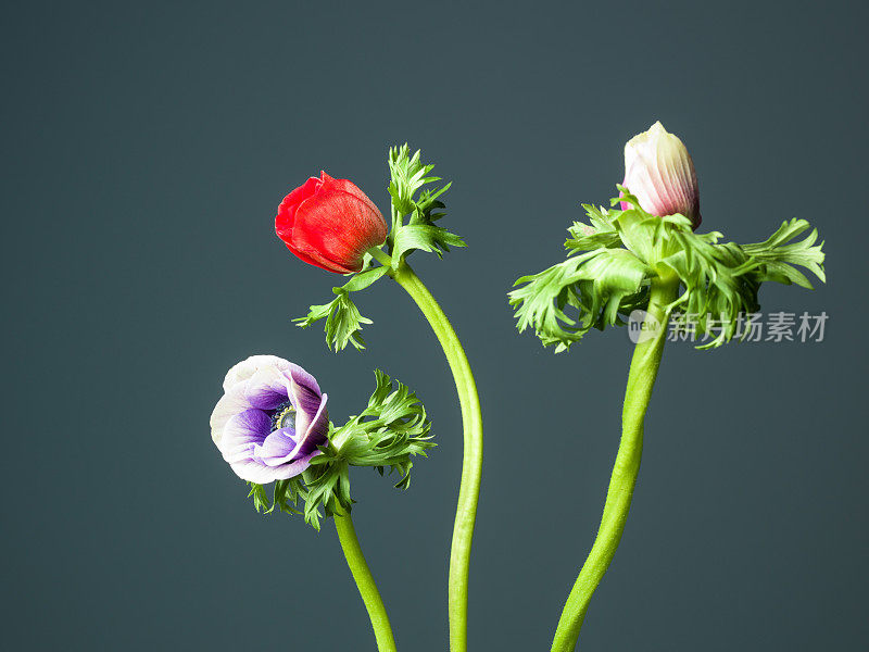 孤立的银莲花