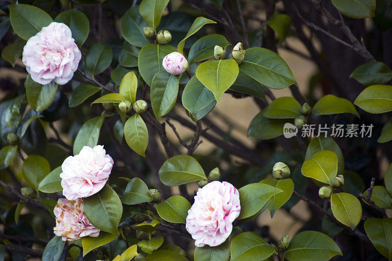 茶花和绿叶为背景。