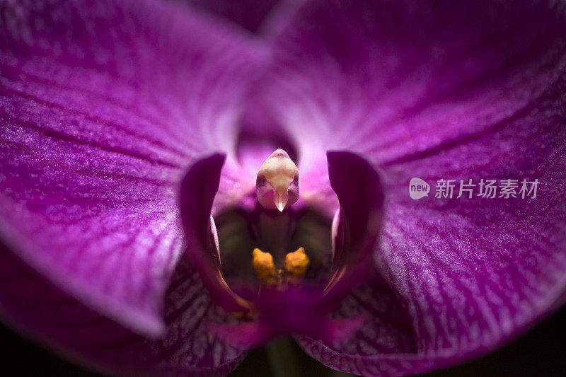 大而独特的花朵