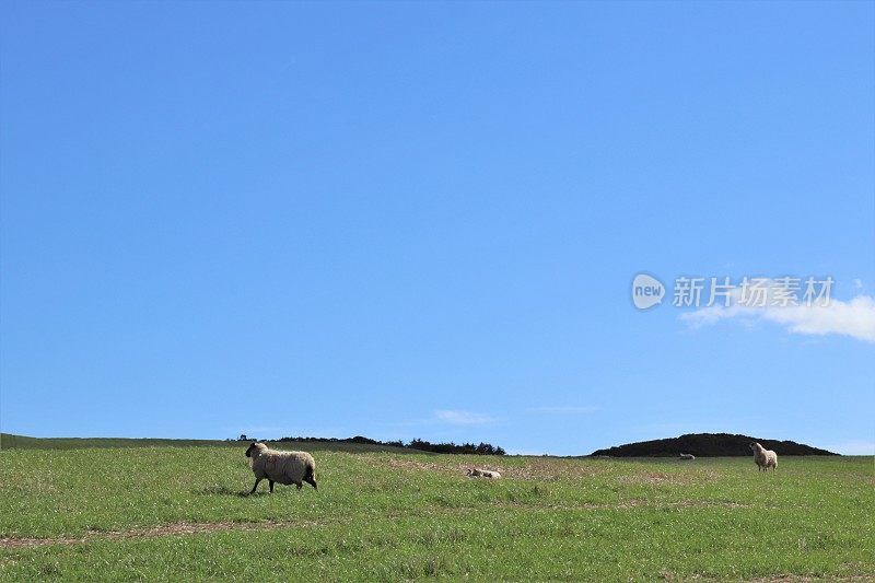 苏格兰乡村田野里的绵羊和羊羔