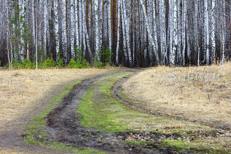 乡间小路在桦树林中