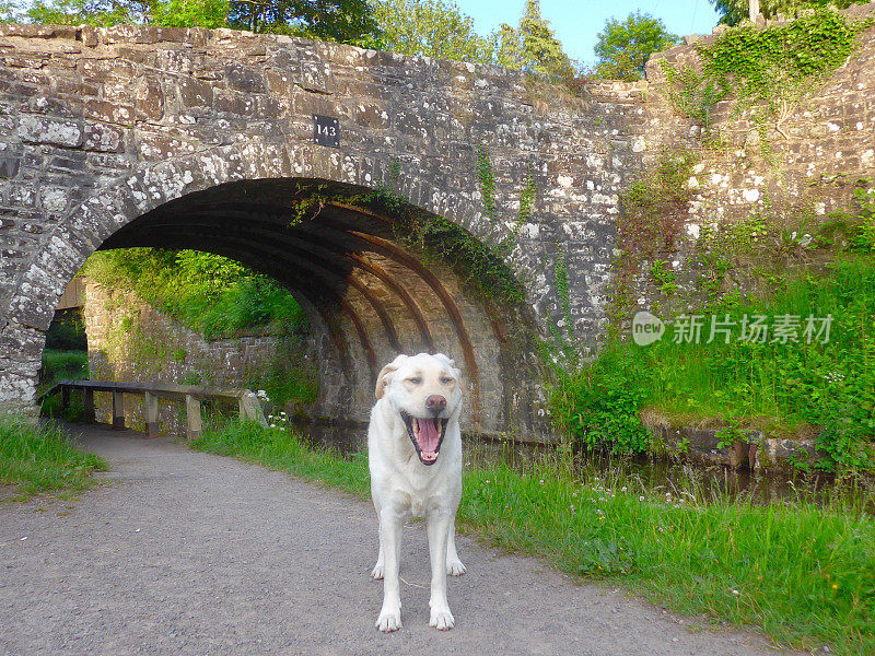 英国运河上的拉布拉多寻回犬