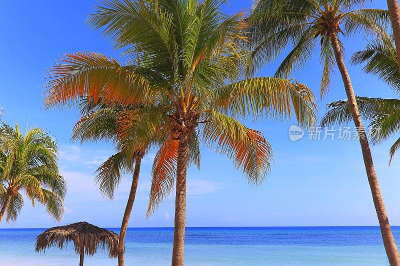 海滩和带有棕榈树的乡村palapa，蒙特哥湾-牙买加-加勒比海