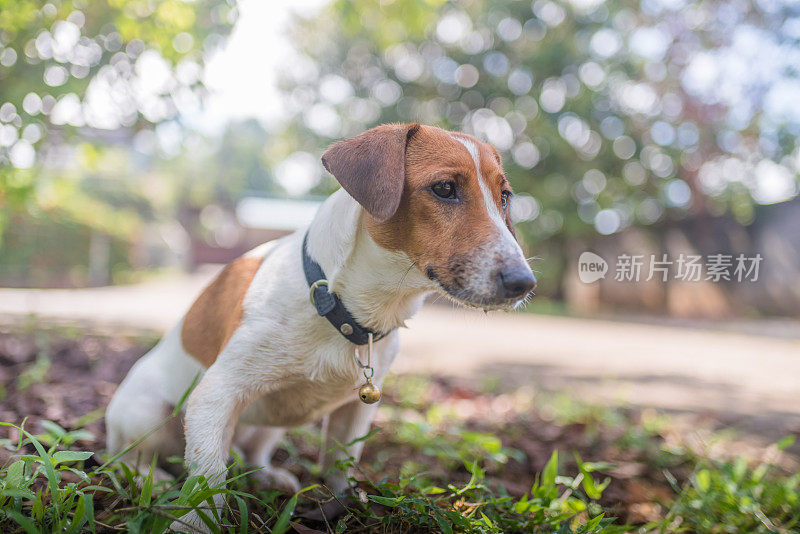 顽皮的杰克罗素梗狗在花园里玩耍