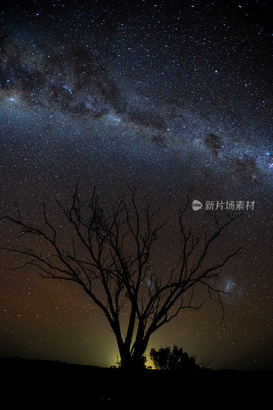一棵树的剪影映衬在明亮的银河夜空中