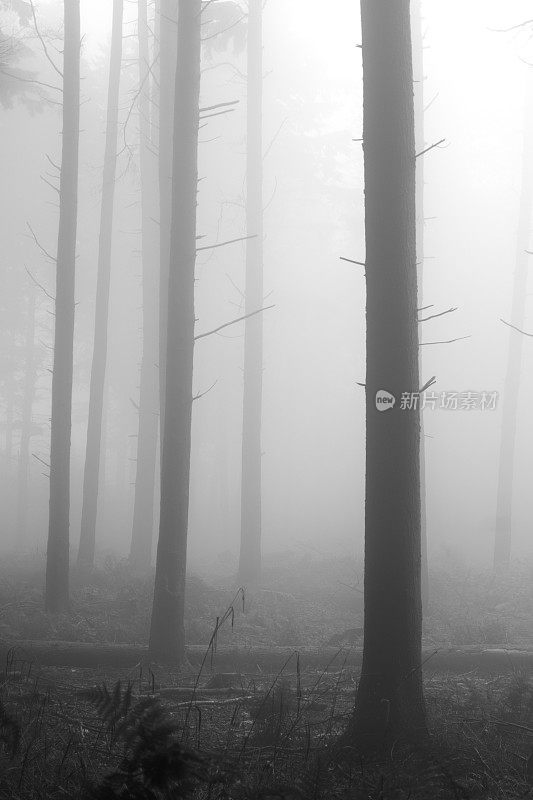 秋雾中的树