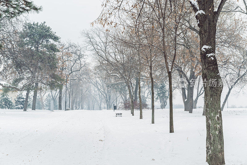 在一个下雪天的城市公园。