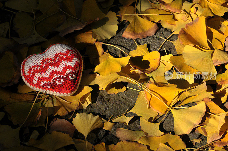 银杏叶和红色的心在秋天的背景