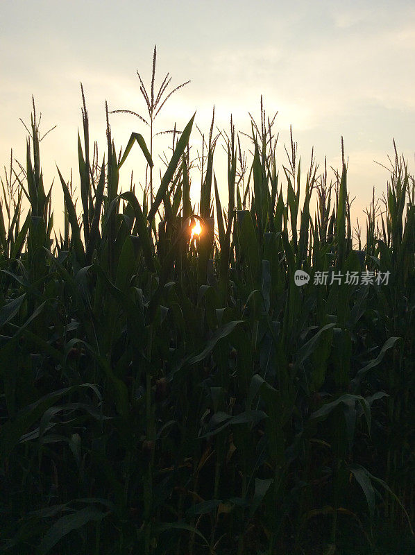 意大利伦巴第:日落时分的玉米地(特写)