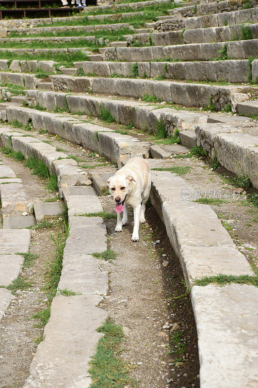 西西里的拉布拉多寻回犬