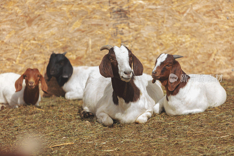 波尔山羊棕色和白色山羊-西部科罗拉多牲畜