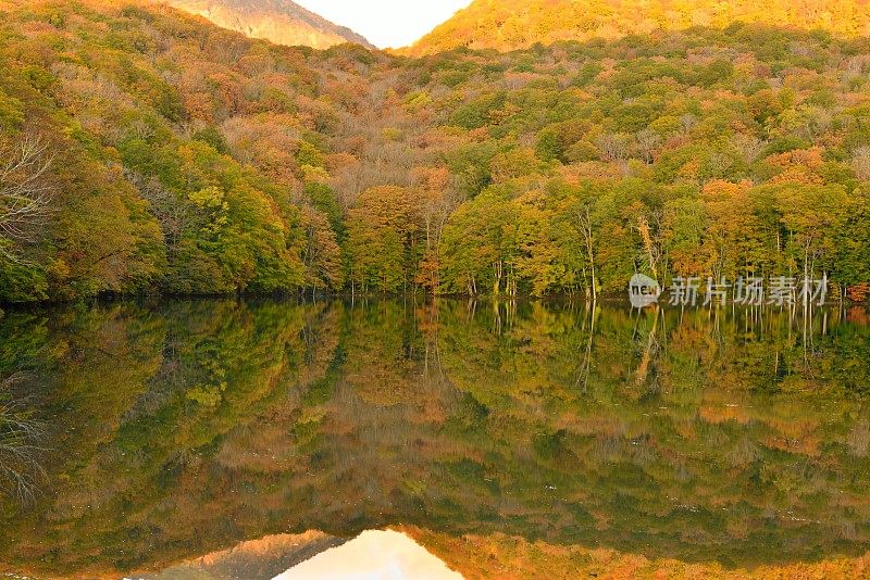 晨光的Tsuta-numa(沼泽)，和田市，日本东北部