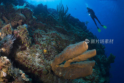 棕色管状海绵和女潜水员