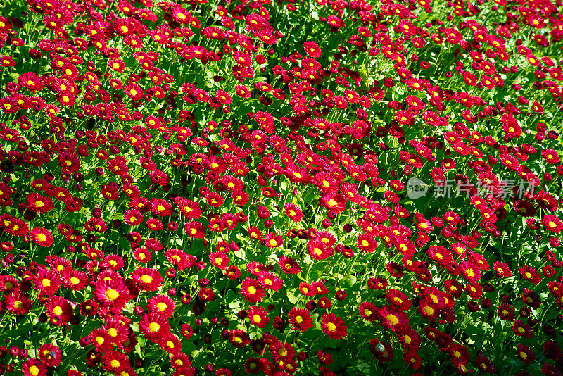 红花绿菊花背景