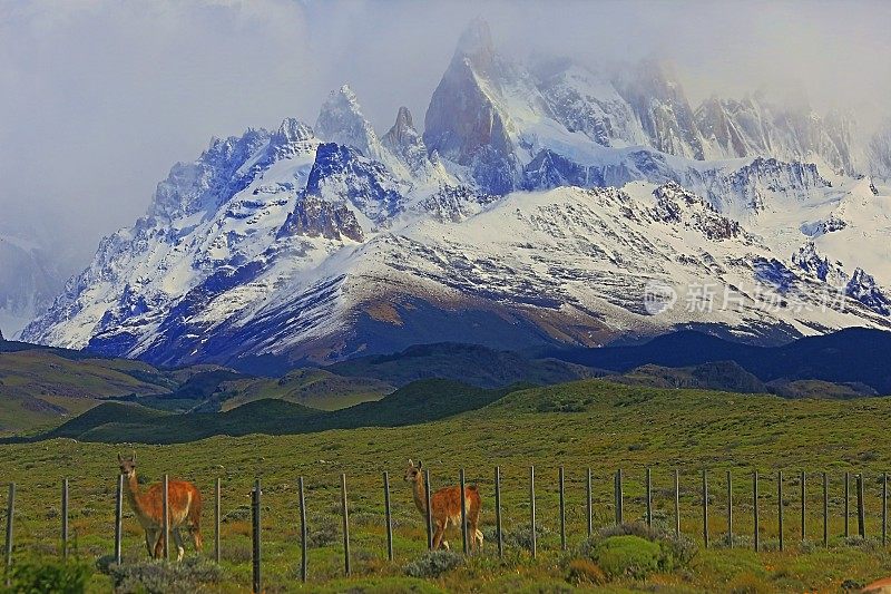 阿根廷巴塔哥尼亚埃尔查尔滕的两条鬣蜥和菲茨罗伊山脉
