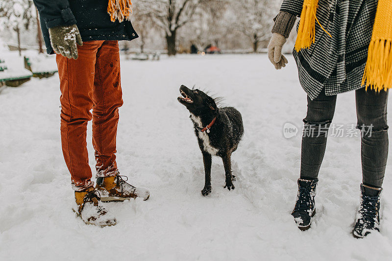 一对夫妇在雪中与狗玩耍