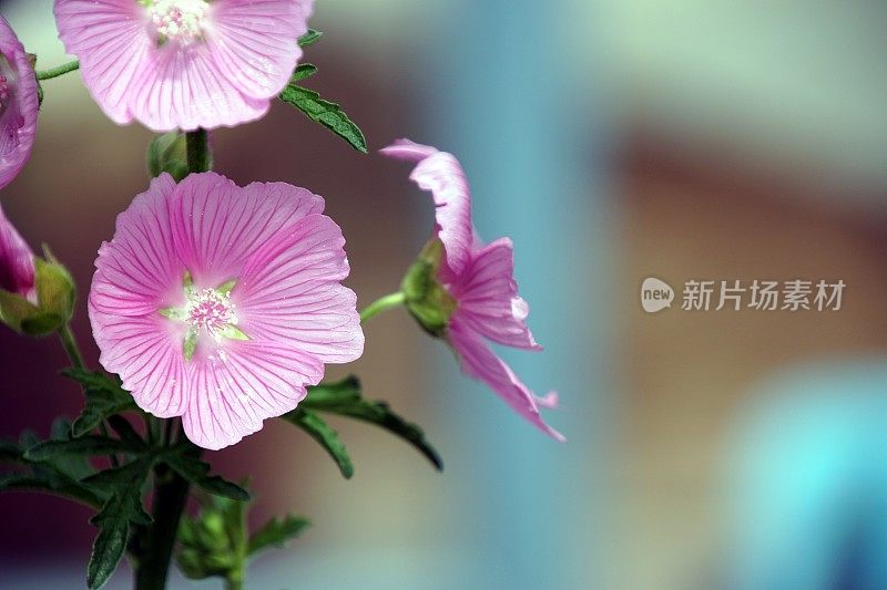 2018年的背景。锦葵(Malva)的特写。巴伐利亚,德国。