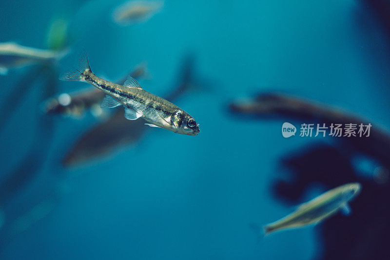 鱼在水族馆