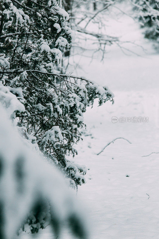 神奇的雪覆盖了树木。美丽的冬天的风景