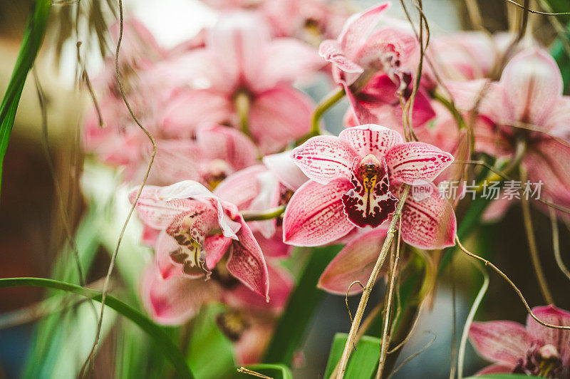 红兰花兰花