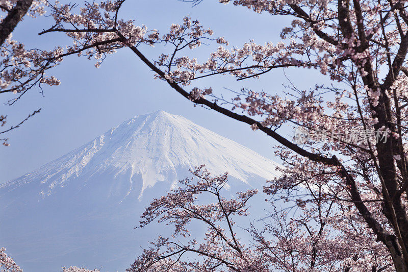 富士山穿过粉红色的樱花树