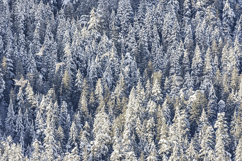 鸟瞰图的雪树