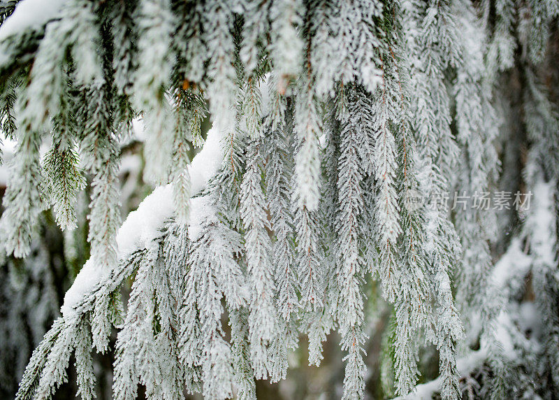 雪中的冷杉枝