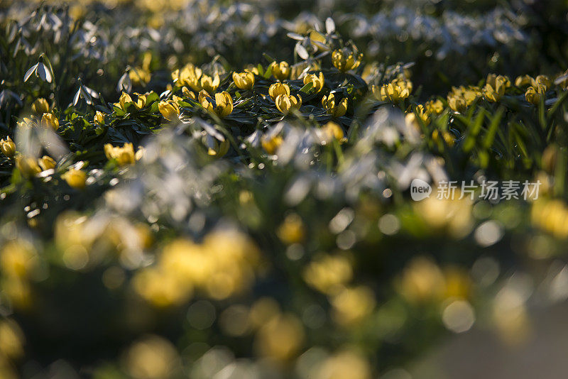 雪花莲和冬天的附子花在春天