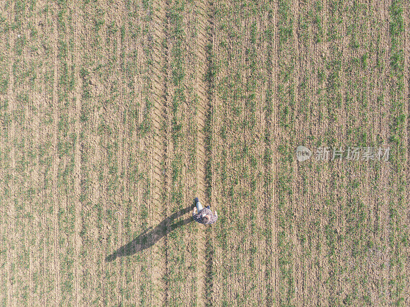 英俊的成年农民走在他的小麦苗田在早春。鸟瞰图。