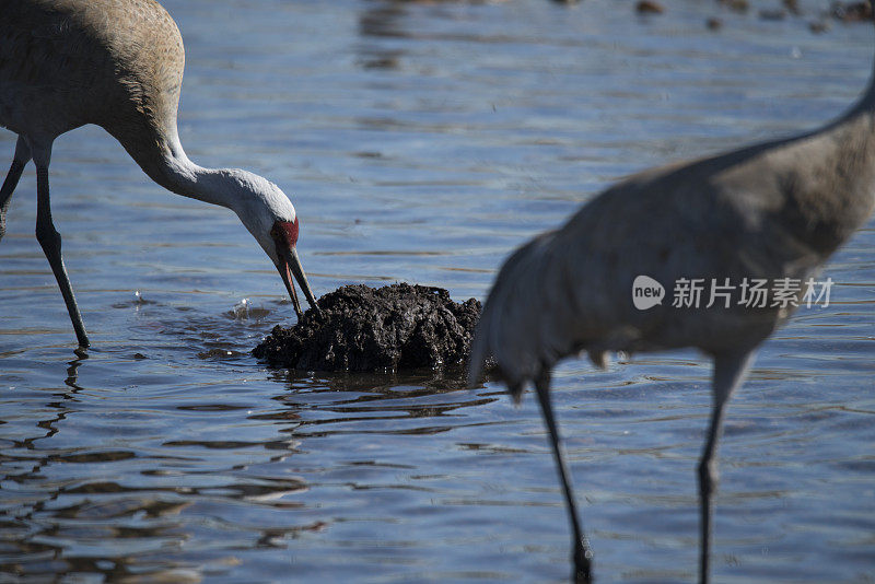 沙丘鹤觅食