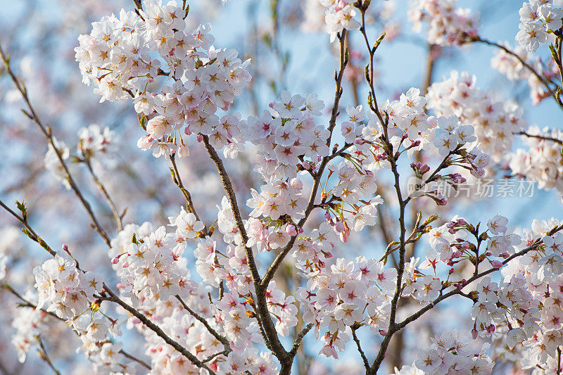 樱花