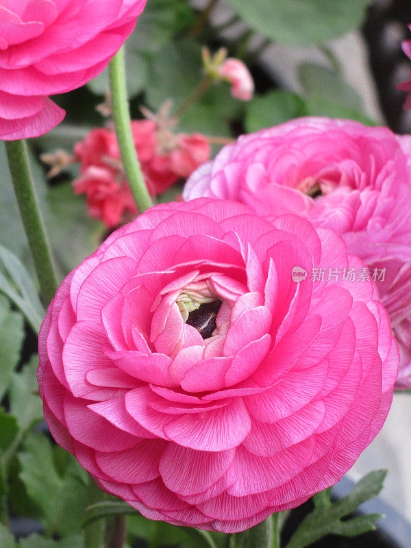 重粉色毛茛花的图片，开花的毛茛属毛茛在夏季花园盆中球形的花朵，像葱和大丽花