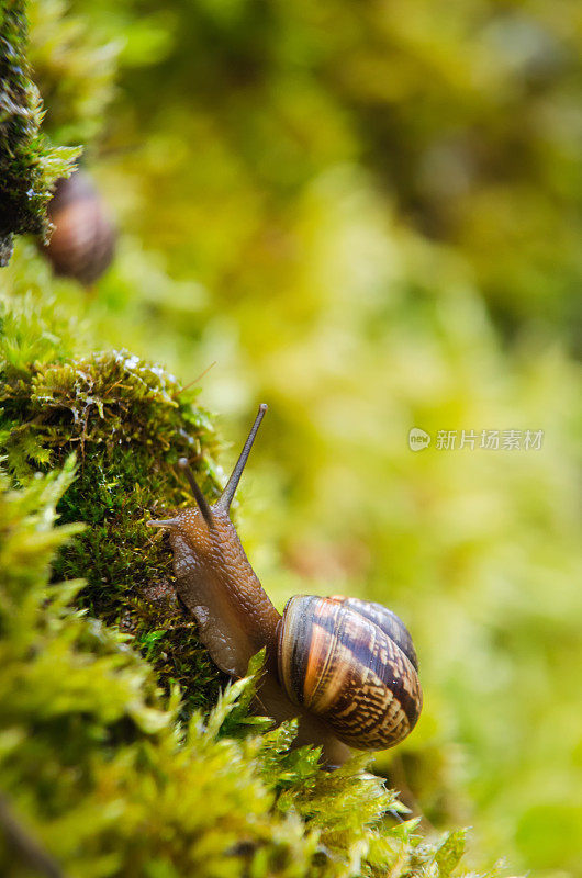 大葡萄蜗牛在壳中爬行，夏天在花园里，一种常见的花园蜗牛爬在一个树桩上，可食用的蜗牛或蜗牛，是一种大型，可食用，呼吸空气的土地