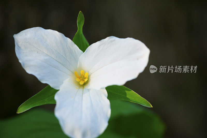 白色Trillium特写