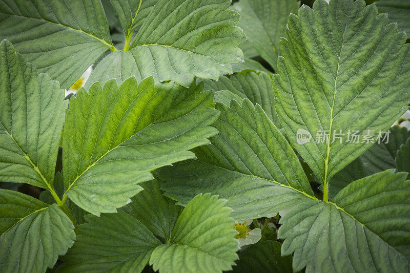 大绿草莓叶