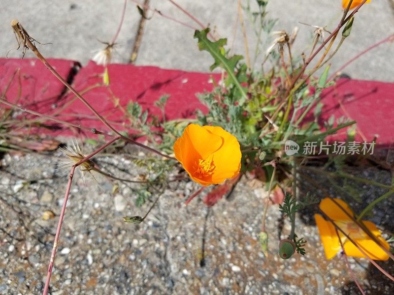 黄花植物野外特写