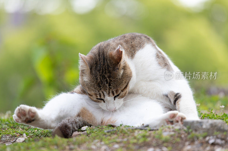 流浪猫在街上休息