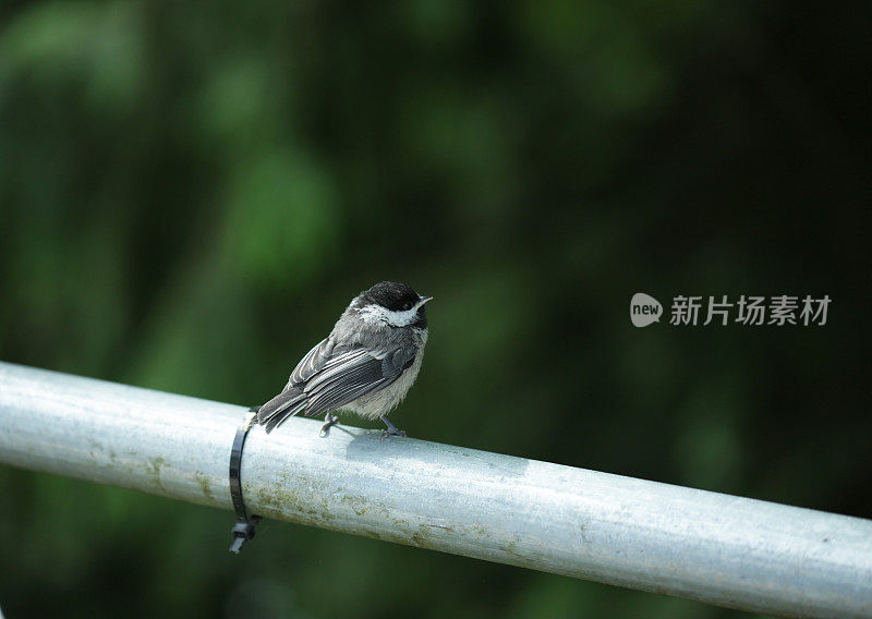 温哥华大都会的黑顶山雀