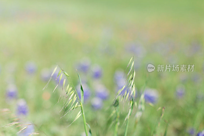 德克萨斯州韦科的矢车菊花