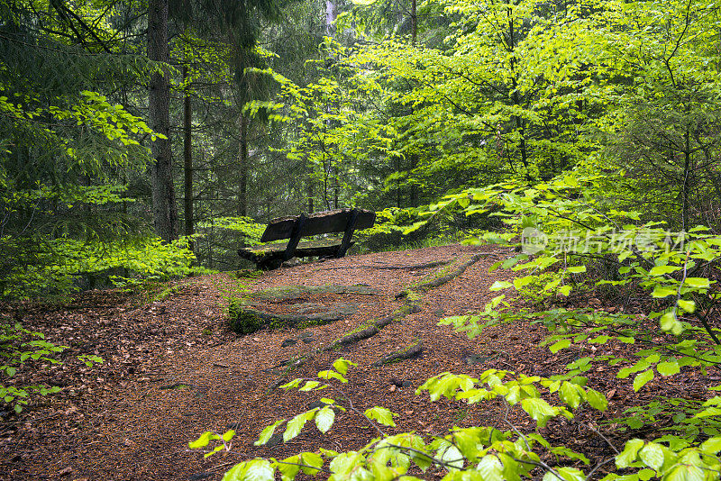 原生森林中的小径和木凳