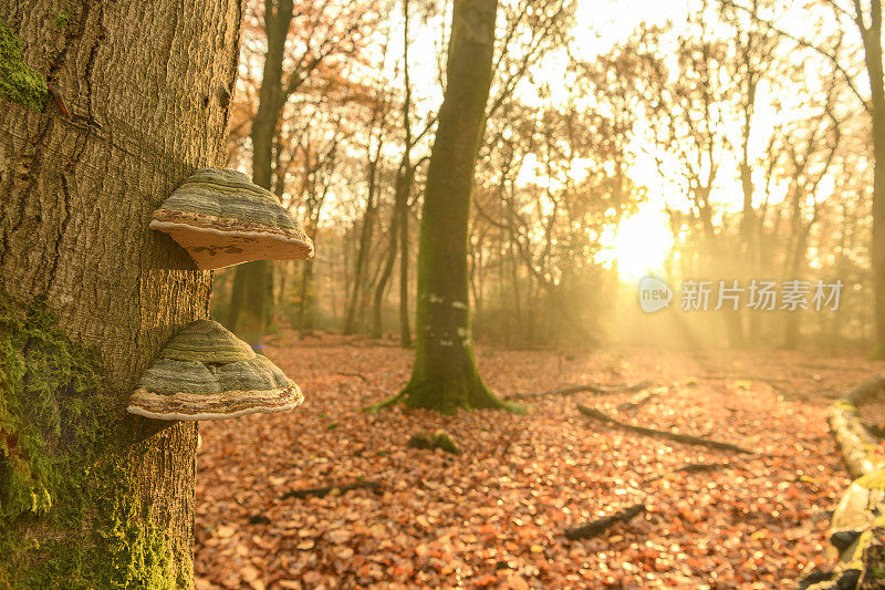 雾气蒙蒙的森林在一个美丽的雾蒙蒙的秋天，真菌生长在苔藓覆盖的树上